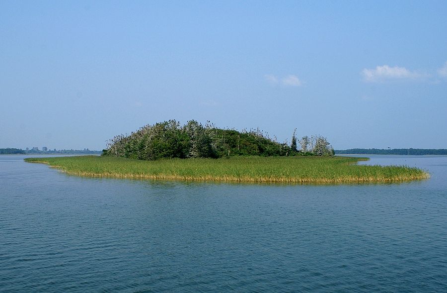 Wyspa kormoranów na Jeziorze Dobskim