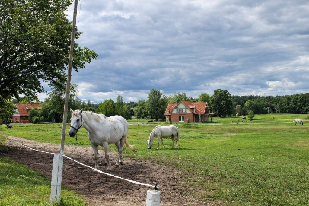 wybieg-dla-koni-gałkowo-mazury
